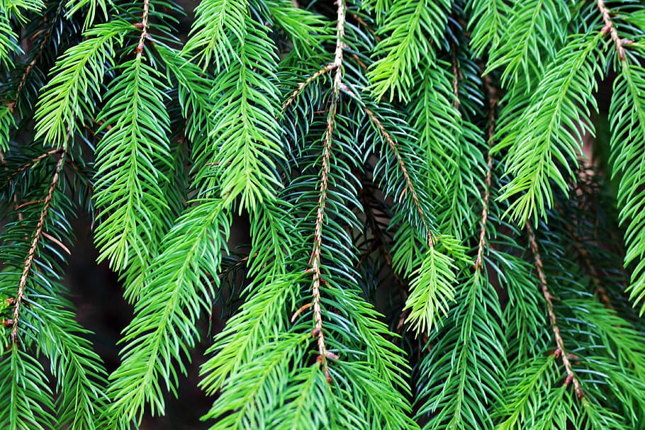 branch, branches, forest, green, nature, pine, plant, tree HD wallpaper