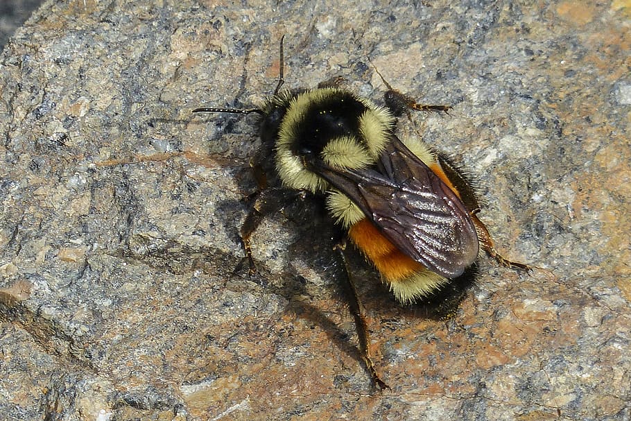 bumble bee, rock, crawling, scrambling, insect, nectar collector HD wallpaper