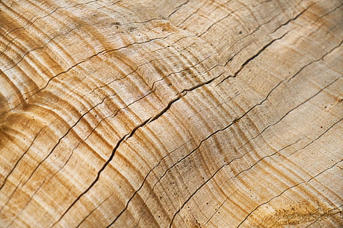 closeup photo of beige wooden surface, abstract, brown, tree HD wallpaper