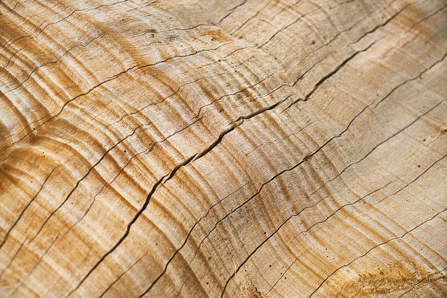 closeup photo of beige wooden surface, abstract, brown, tree HD wallpaper
