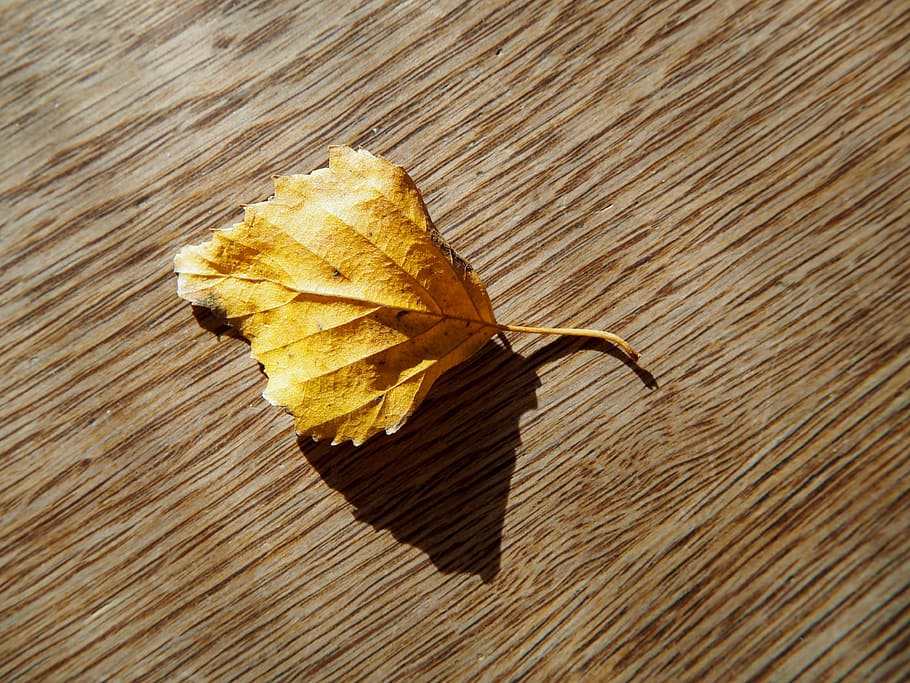 leaf, autumn, wood, background, fall foliage, golden autumn HD wallpaper