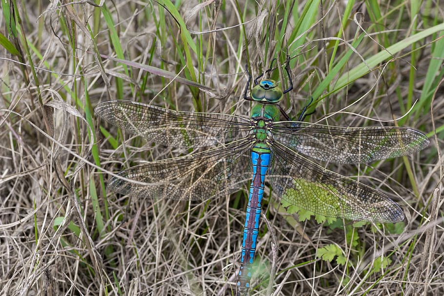 Dragonfly, Flight, Insect, Meadow, flight insect, no people HD wallpaper