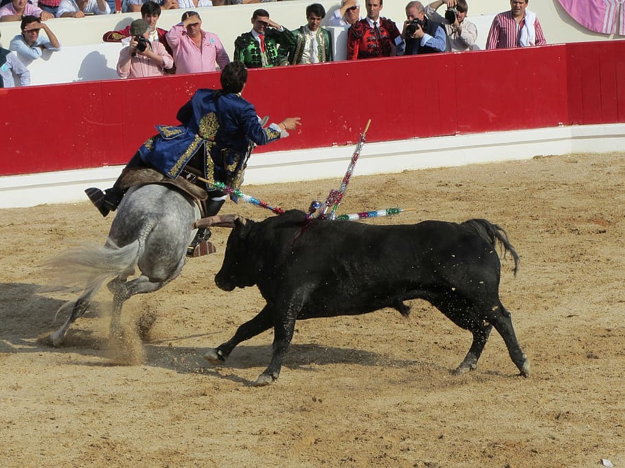 bull fighting, torero, portugal, bullfighter, domestic animals, HD wallpaper