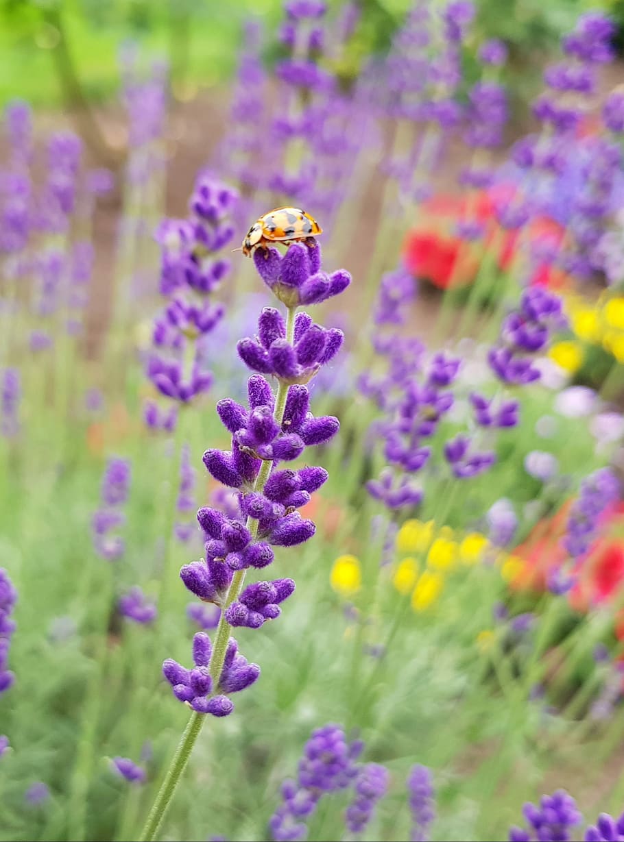 ladybug, lavender, nature, flower, plant, field, summer, flowering plant HD wallpaper