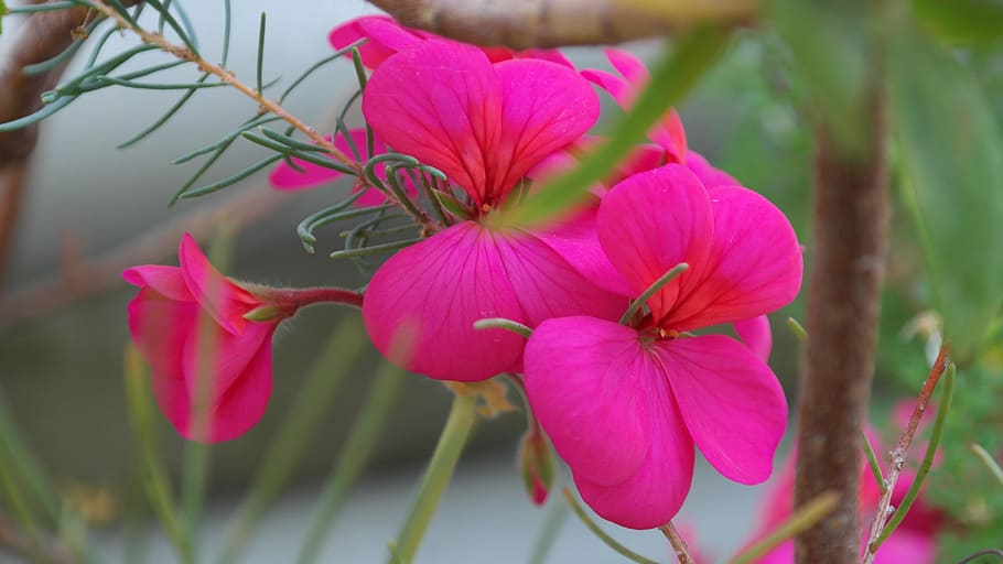 Geranium, Pink, Flower, Blossom, Bloom, pelargonium zonale HD wallpaper