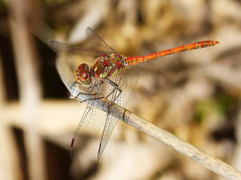 dragonfly, red, wings, red dragonfly, beauty, branch, animal themes HD wallpaper