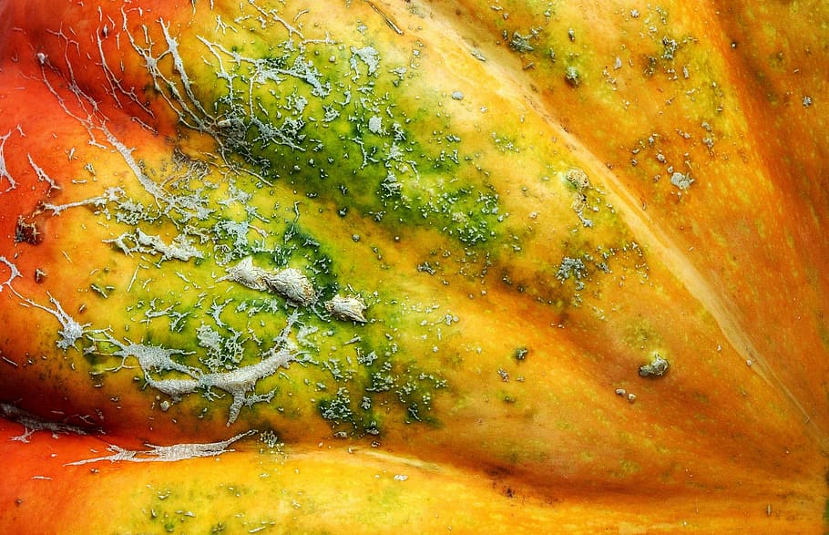 squash fruit close-up photo, pumpkin, potimarron, detail, skin HD wallpaper