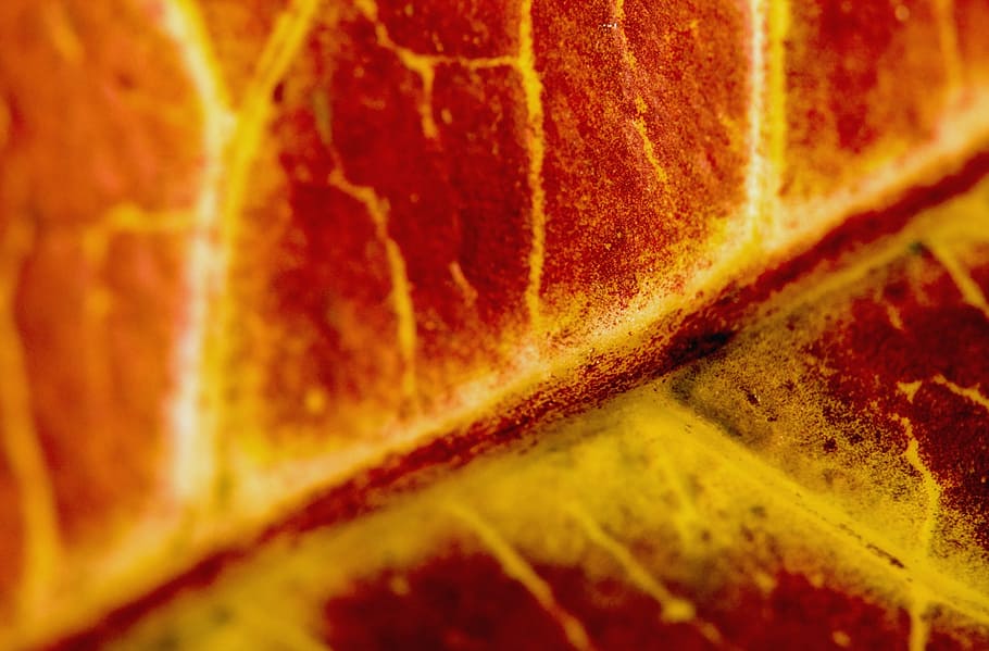 red, leaf, macro, autumn, season, nature, leaves, seasonal HD wallpaper