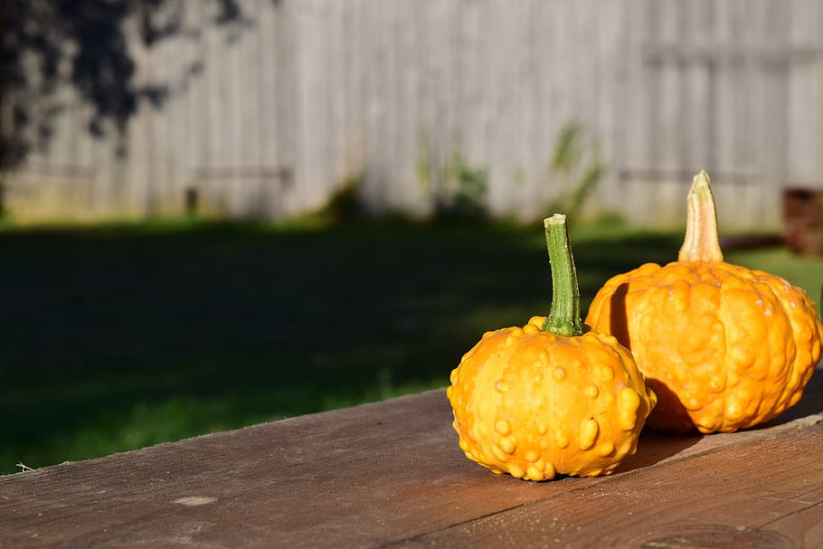 Decorative, Squashes, Pumpkins, Yellow, decorative squashes HD wallpaper