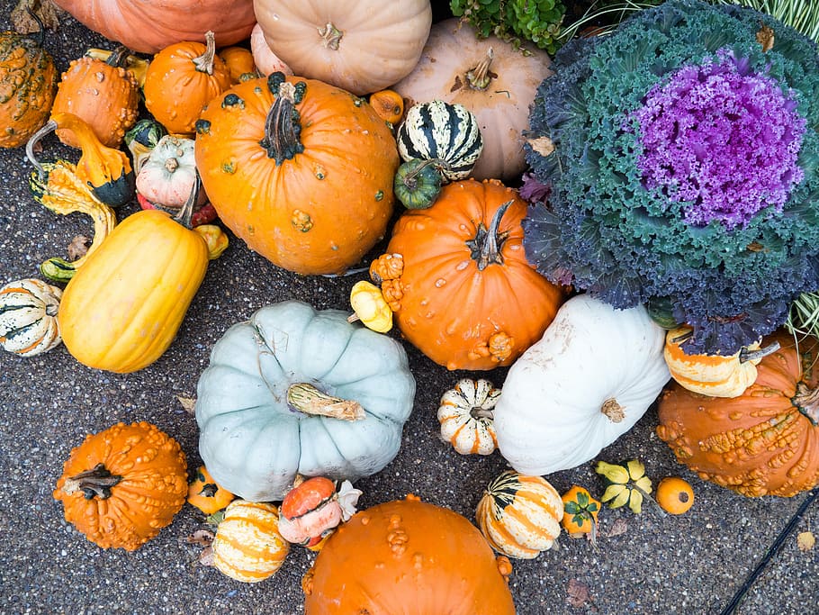 variety of pumpkins on pavement, squash, vegetables, fall, autumn HD wallpaper
