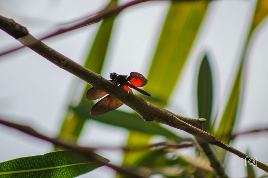 Insect, Dragonfly, Nature, Wings, landing, plant, garden, one animal HD wallpaper