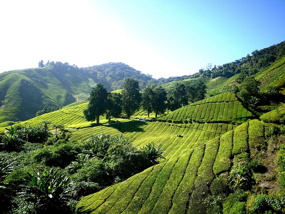 green grass field on mountain at daytime, tea plantation, tea farm, HD wallpaper