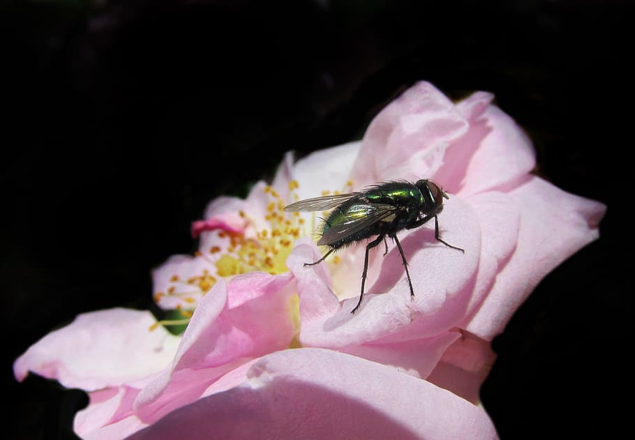 fly, roses, insect, garden, flower, flowering plant, pink color HD wallpaper