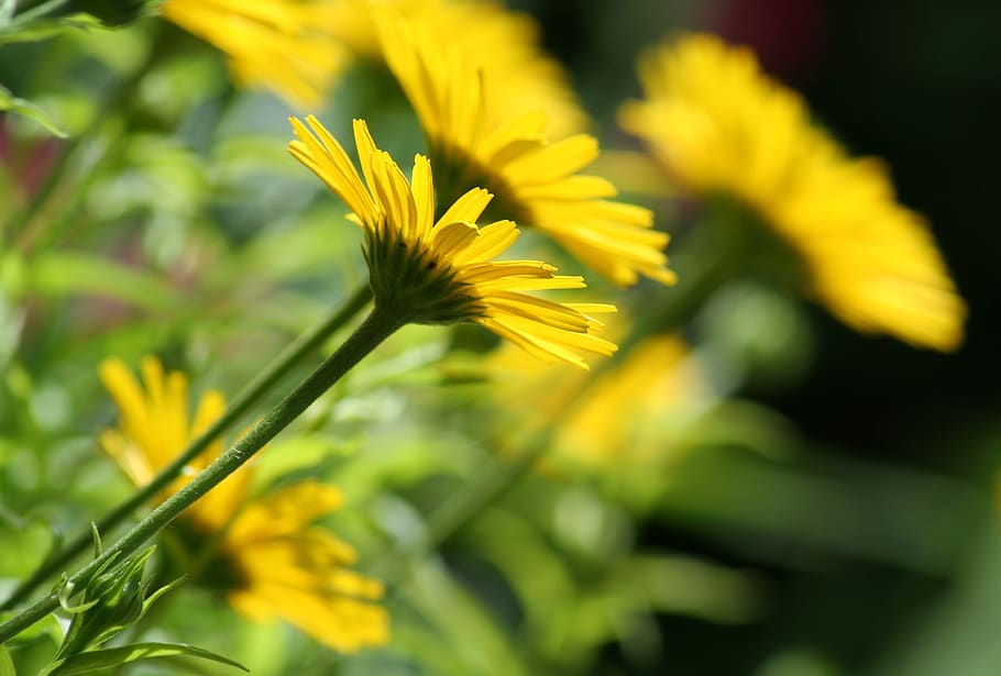 flower, bloom, yellow, flowering plant, freshness, beauty in nature HD wallpaper