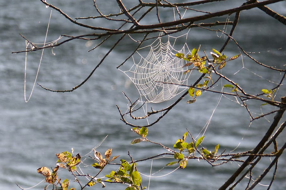 cobweb, cobwebs, tender, back light, dew, moist, nature, branch HD wallpaper