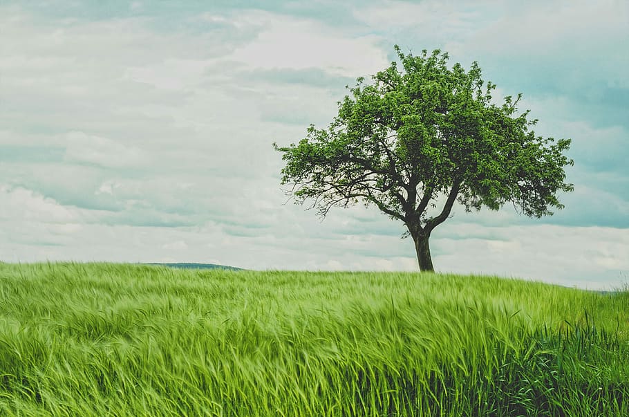 green tree on grassland during daytime, green tree surrounded by tree during daytime HD wallpaper