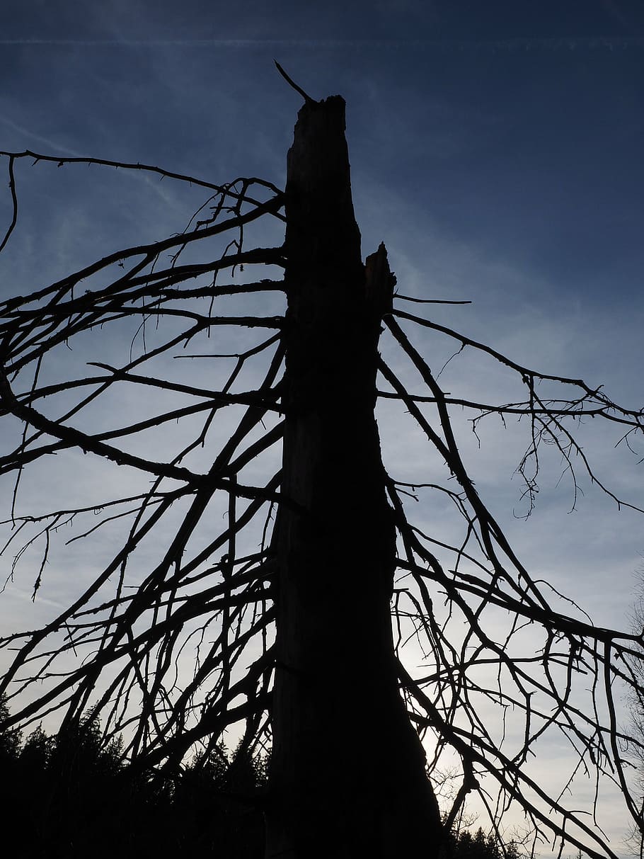 fir, tree, old, dead plant, aesthetic, branches, bark beetles HD wallpaper