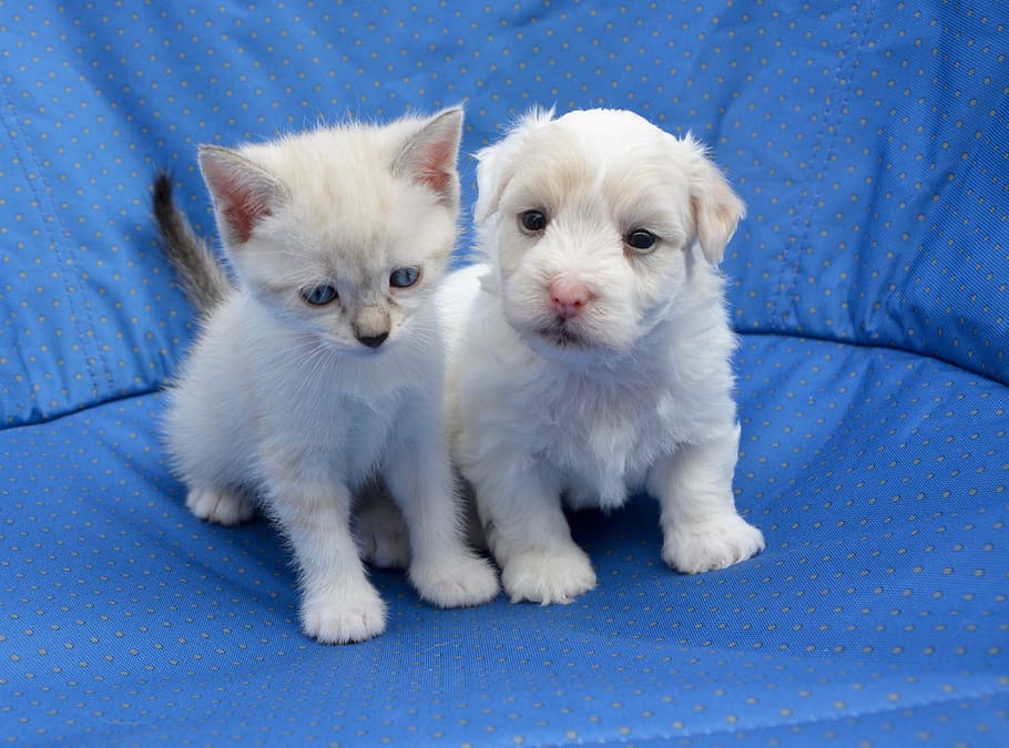 hd wallpaper long coated white puppy and kitten sits on top of sofa at daytime wallpaper flare long coated white puppy and kitten sits