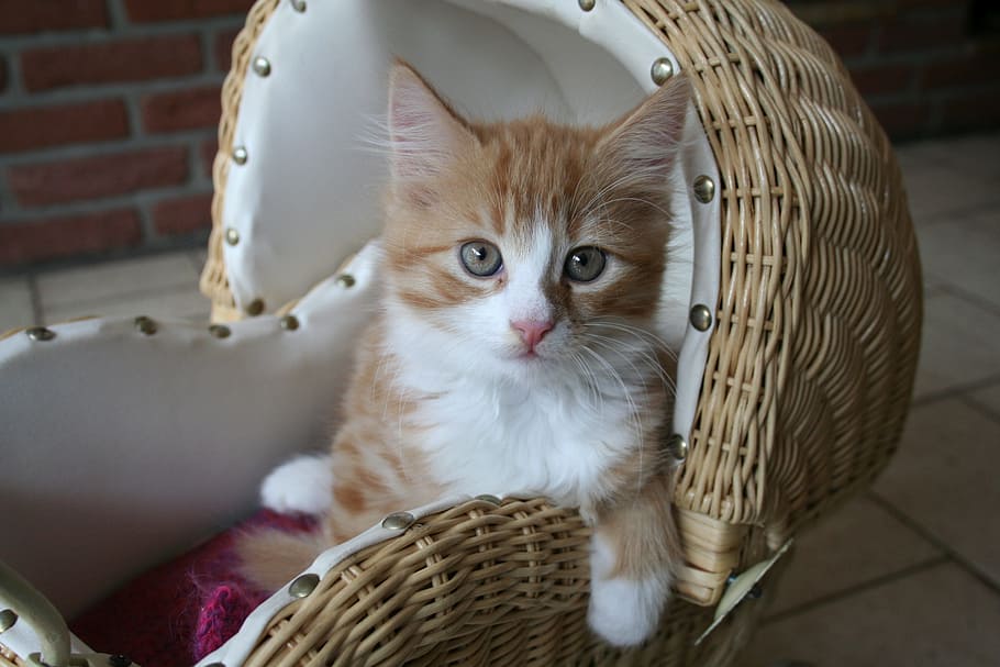 white and orange Tabby kitten on brown wicker pet bed, cat baby