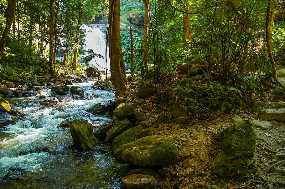 river landscape, forest, tree, plant, beauty in nature, water HD wallpaper