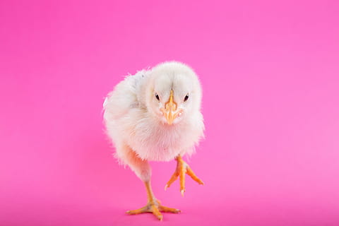 white chick chicken, white chick on top of pink surface, background HD wallpaper