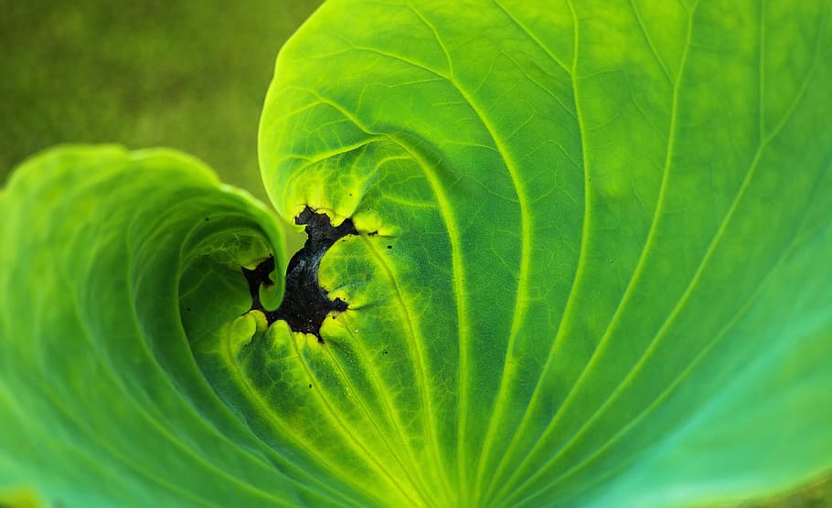 leaf, flora, nature, growth, desktop, color, vibrant, garden HD wallpaper