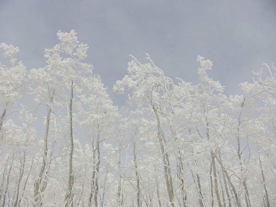 white leafed tree under white cloud, white petaled tree under clear sky HD wallpaper