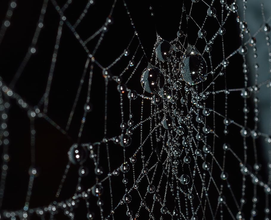 web, water, spider, nature, spider web, fragility, drop, vulnerability HD wallpaper