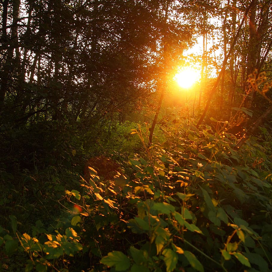 setting sun, forest, leaves, trees, silhouette, nature, evening HD wallpaper