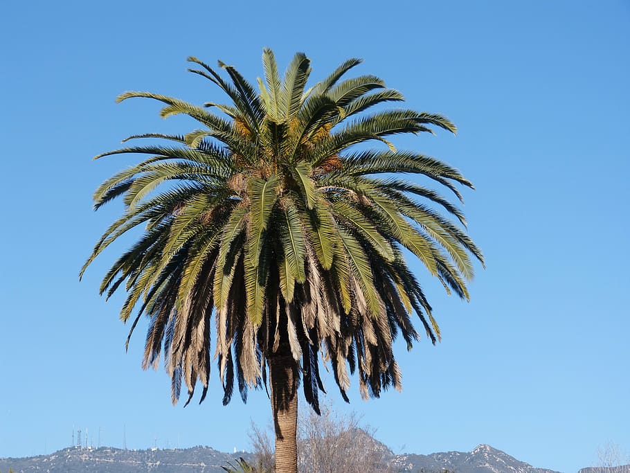 green coconut tree, palm tree, blue sky, nature, california HD wallpaper