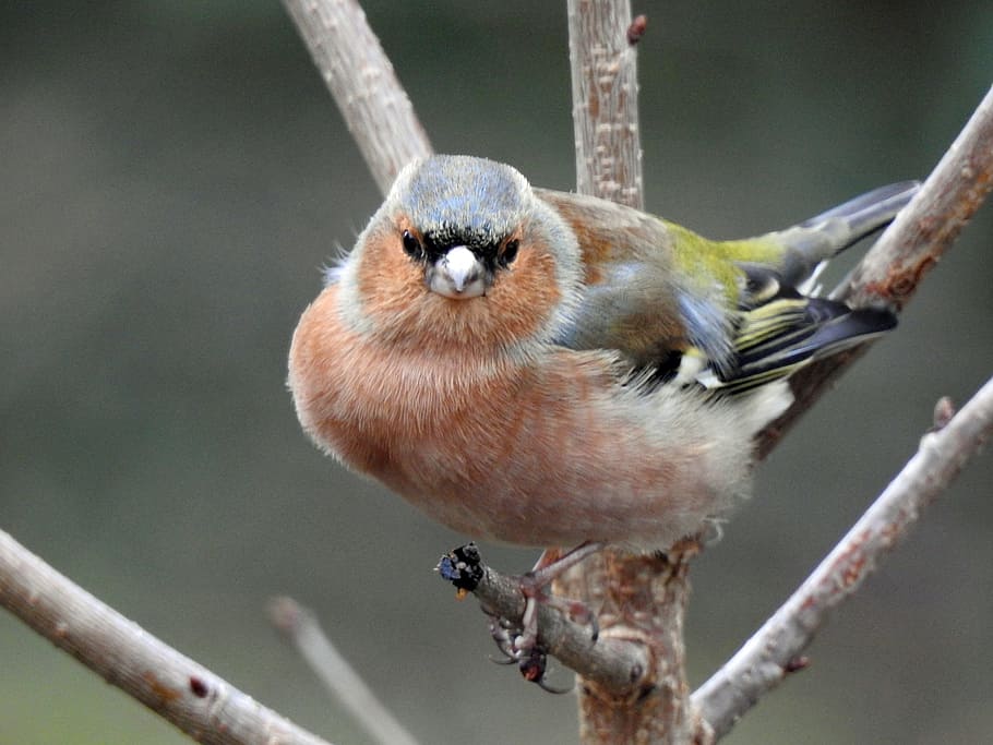 bird, tree, nature, garden, ornithology, animal wildlife, vertebrate HD wallpaper