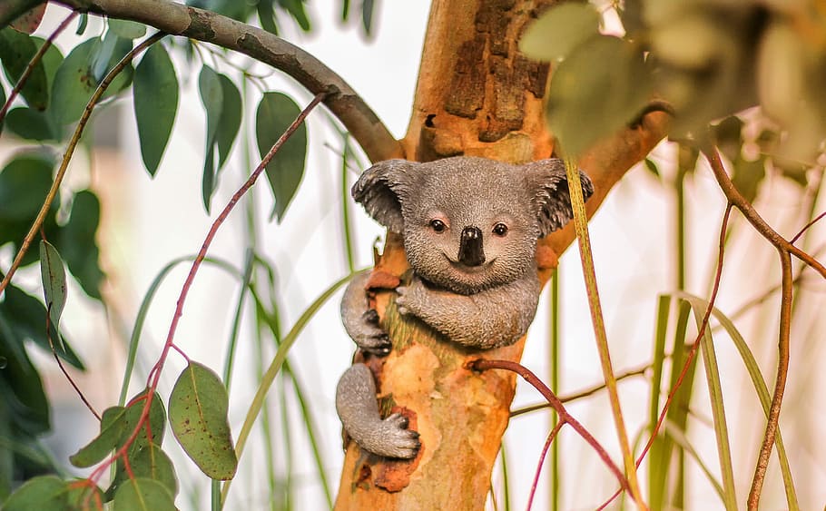 gray koala toy on brown wooden tree branch, nature, animal HD wallpaper