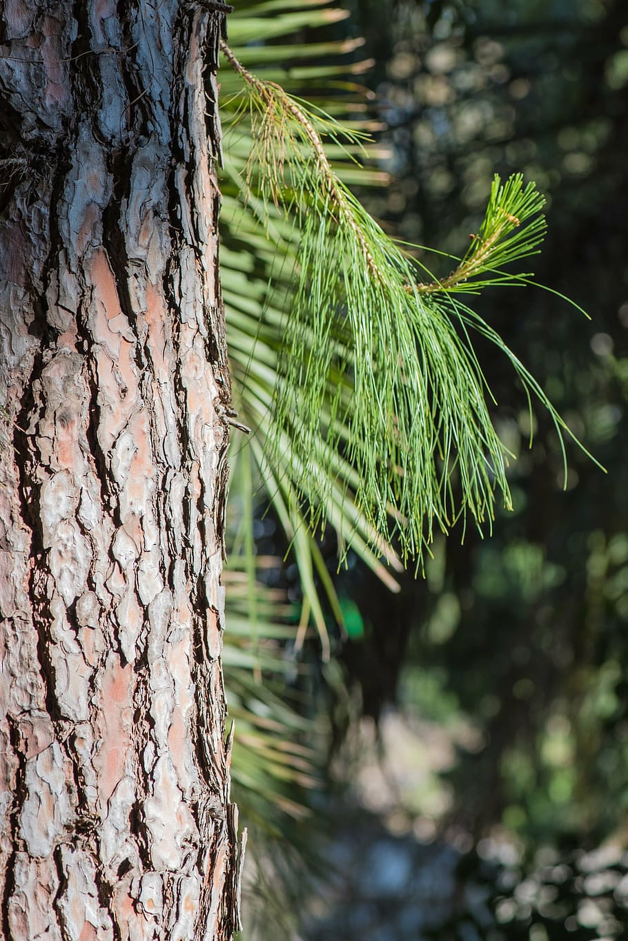 trunk, tree, wood, nature, tree bark, texture, branch, plant HD wallpaper