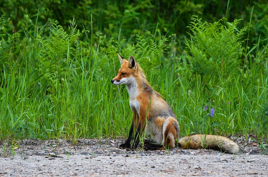 photo of brown fox, wild, nature, animal, wildlife, fur, creature HD wallpaper