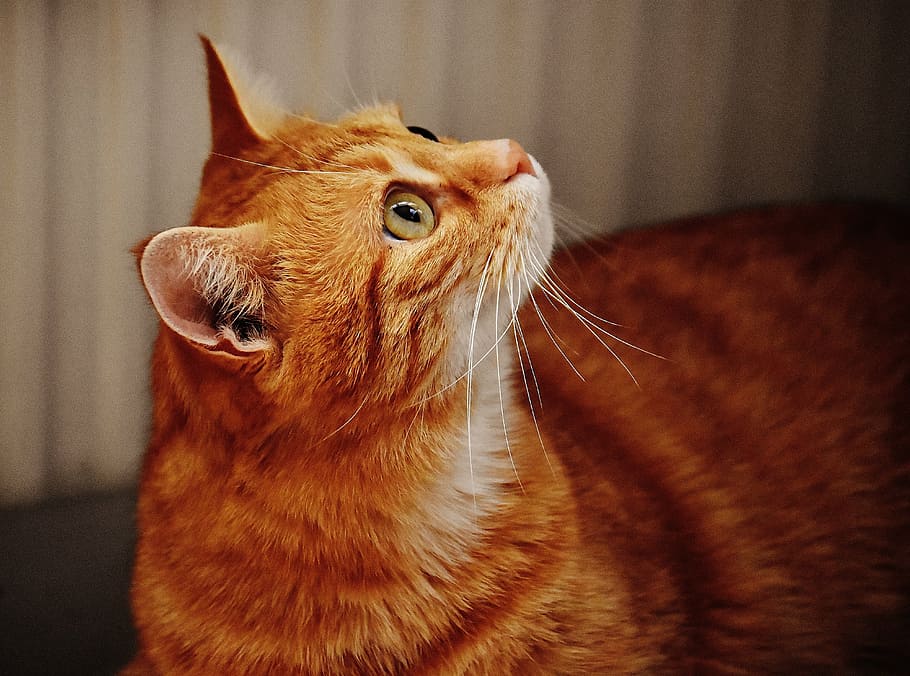 shallow focus photography of orange tabby cat, red, cute, mackerel