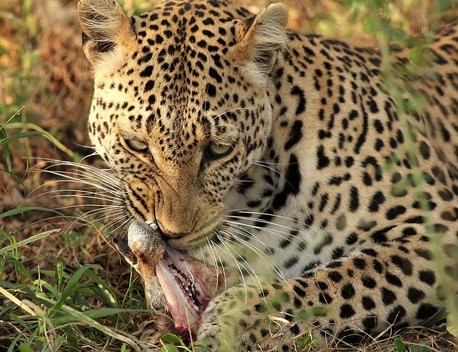 Leopard, Carnivore, Kill, Raptor, wildlife, predator, africa HD wallpaper