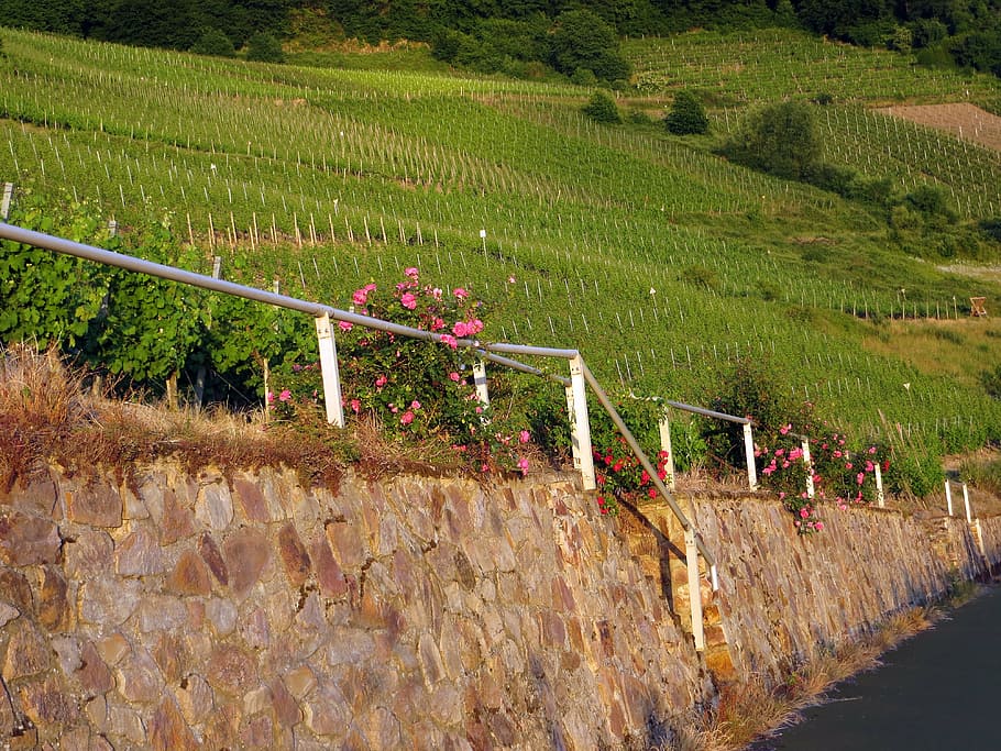 vineyard, grapes, vines, trail, idyllic, landscape, winegrowing HD wallpaper