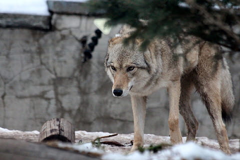 shallow focus photo of lone wolf, gray wolf, canis lupus, ordinary wolf HD wallpaper