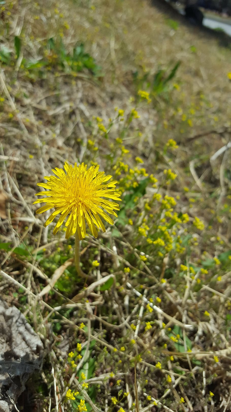 dandelion, spring, flowers, life, the brightness, flowering plant HD wallpaper
