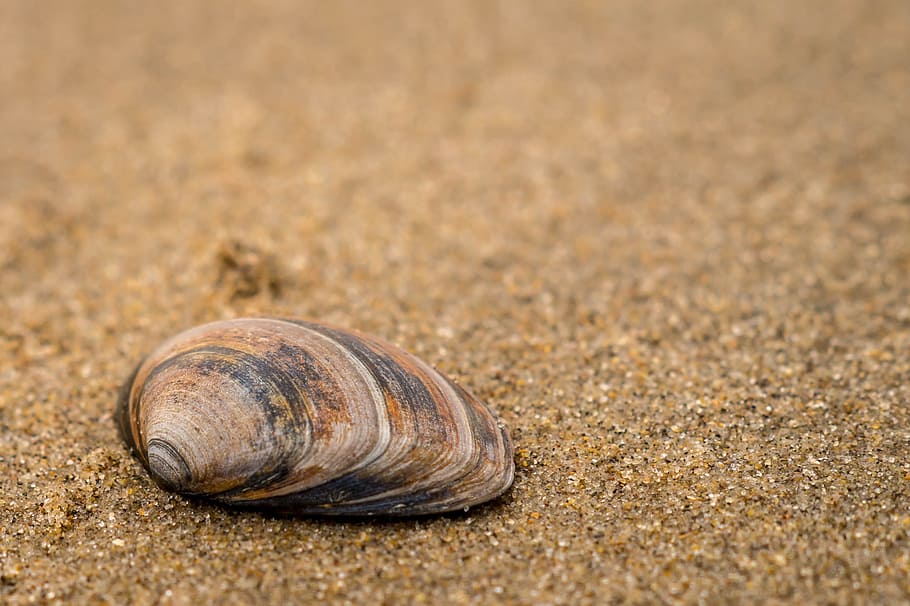 sand, coast, shell, sieve, beach, shells, shelling, sea shells HD wallpaper