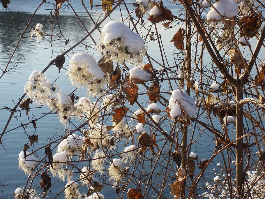 snow, lightness, ball, plant, growth, tree, white color, nature HD wallpaper