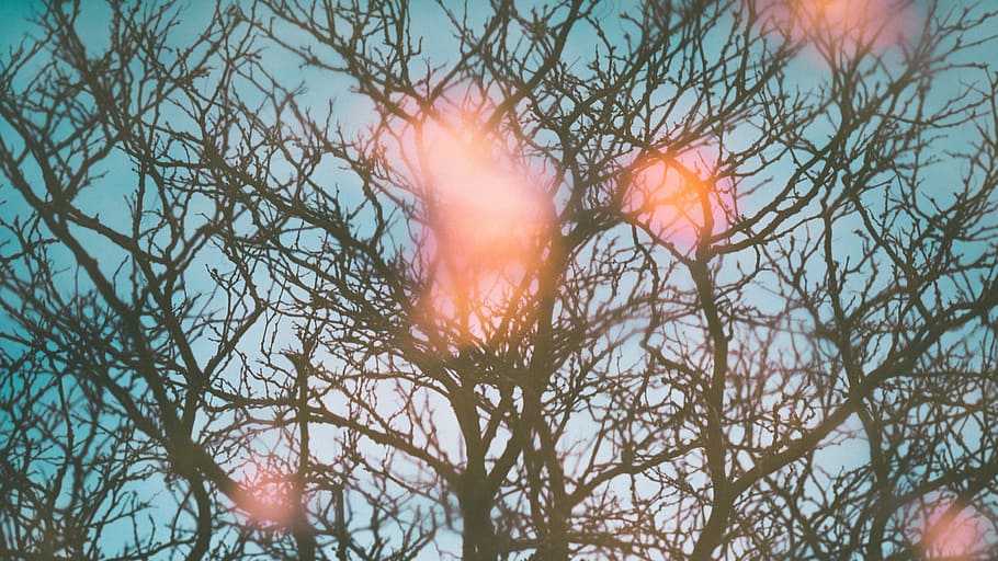 leafless tree at daytime, withered tree photography, branches HD wallpaper