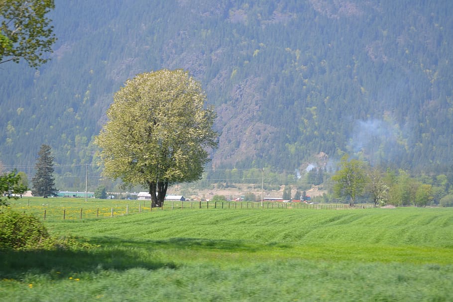 tree, field, spring, smoke, plant, beauty in nature, tranquil scene HD wallpaper