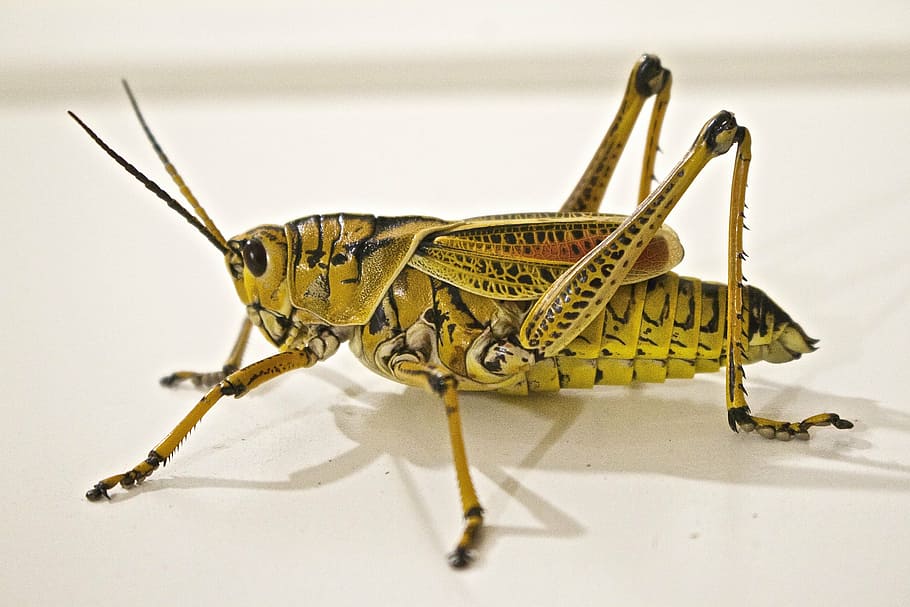 closeup photo of green and black grasshopper, locust, jumping HD wallpaper