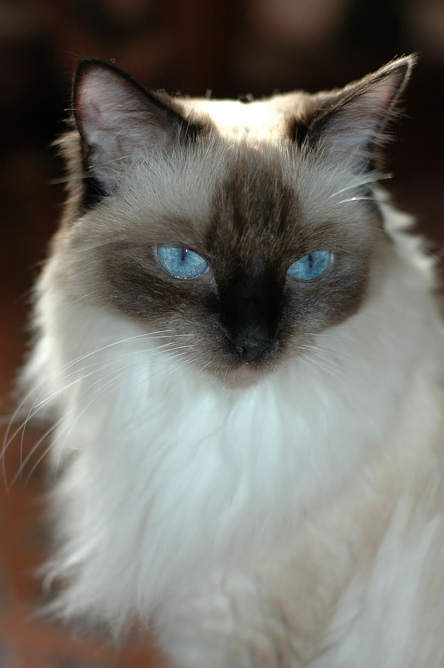 cat, ragdoll, khurram, domestic cat, pets, feline, domestic animals HD wallpaper