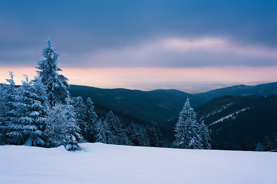 snow, winter, cold, wood, frost, tree, landscape, nature, mountains HD wallpaper