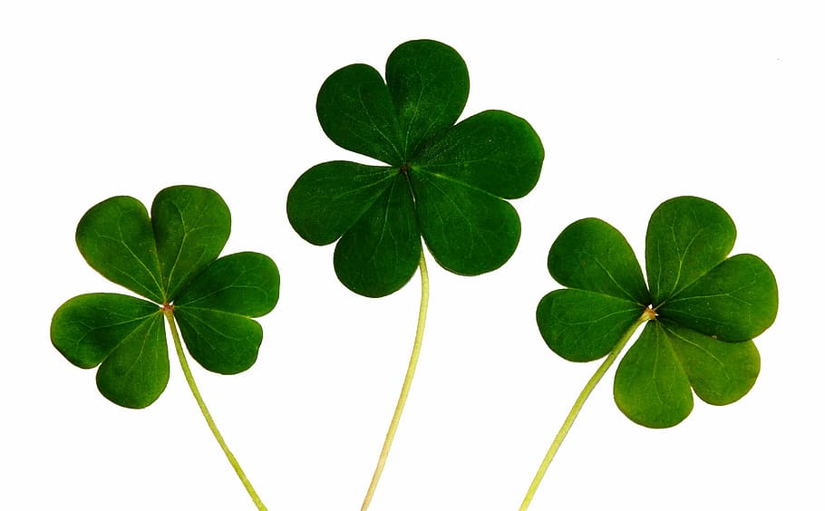photo of green clovers, shamrocks, irish, day, luck, ireland, HD wallpaper