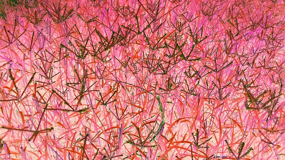 art, nature, colour, pink color, full frame, backgrounds, no people HD wallpaper
