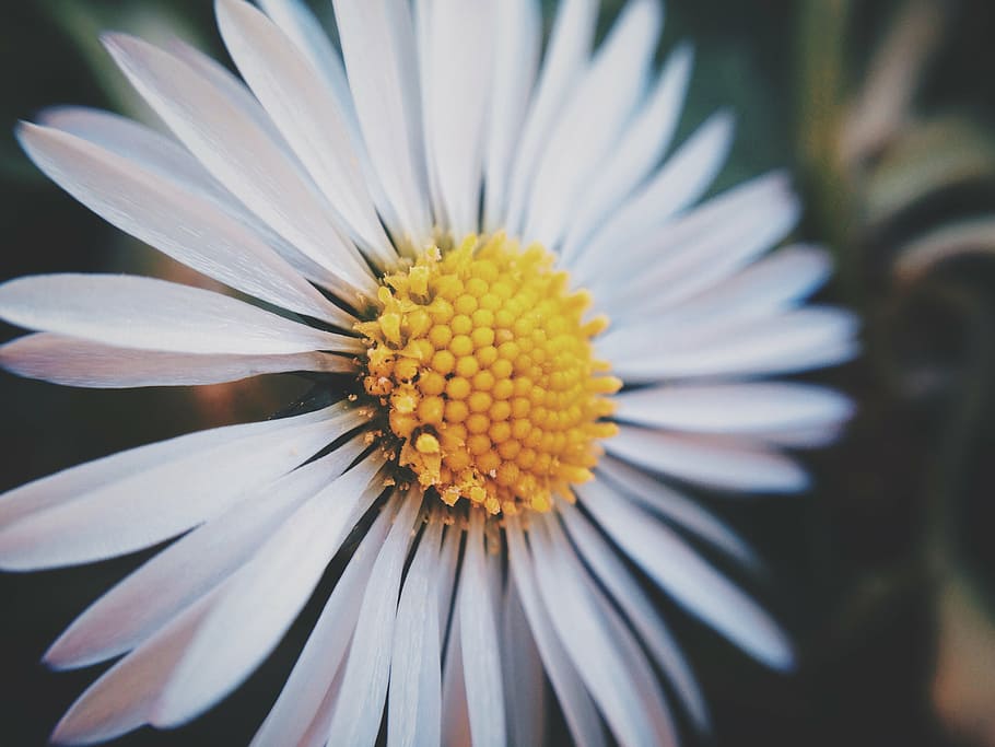 close up photo of white daisy, flower, nature, petal, fragility HD wallpaper