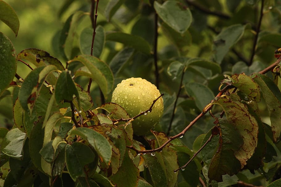 round green fruit on tree, green guava fruit, droplet, rain, food and drink HD wallpaper